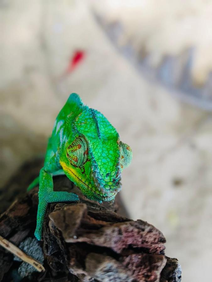 Tamarin Lodge Ampangorinana المظهر الخارجي الصورة