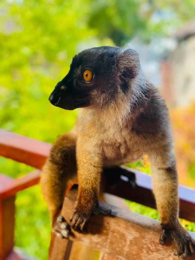Tamarin Lodge Ampangorinana المظهر الخارجي الصورة