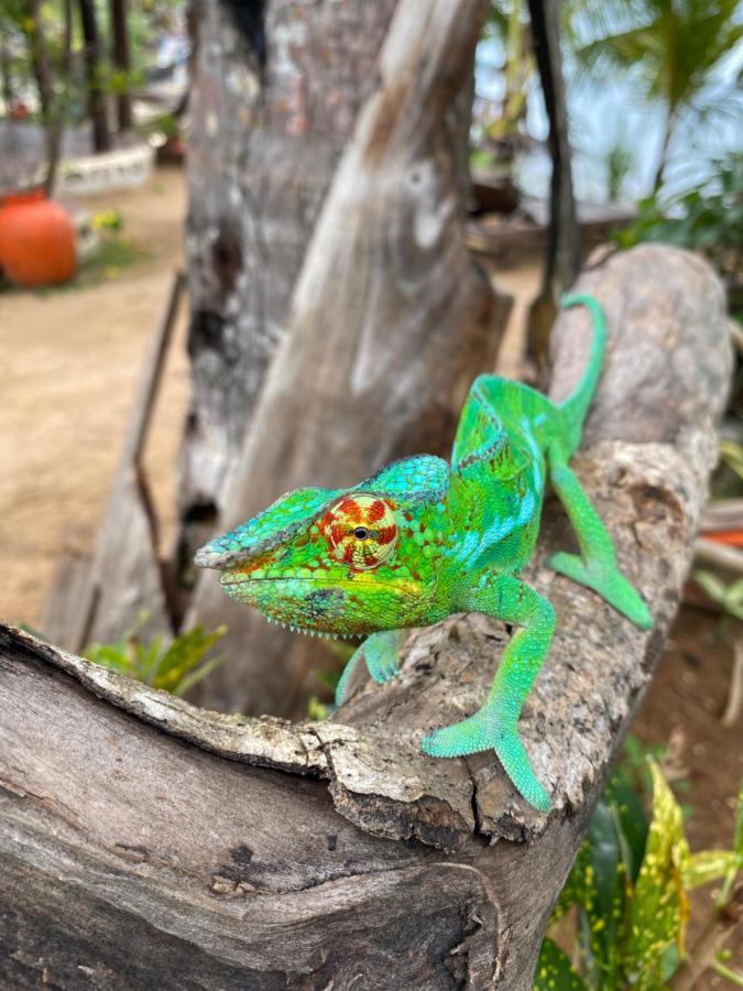 Tamarin Lodge Ampangorinana المظهر الخارجي الصورة