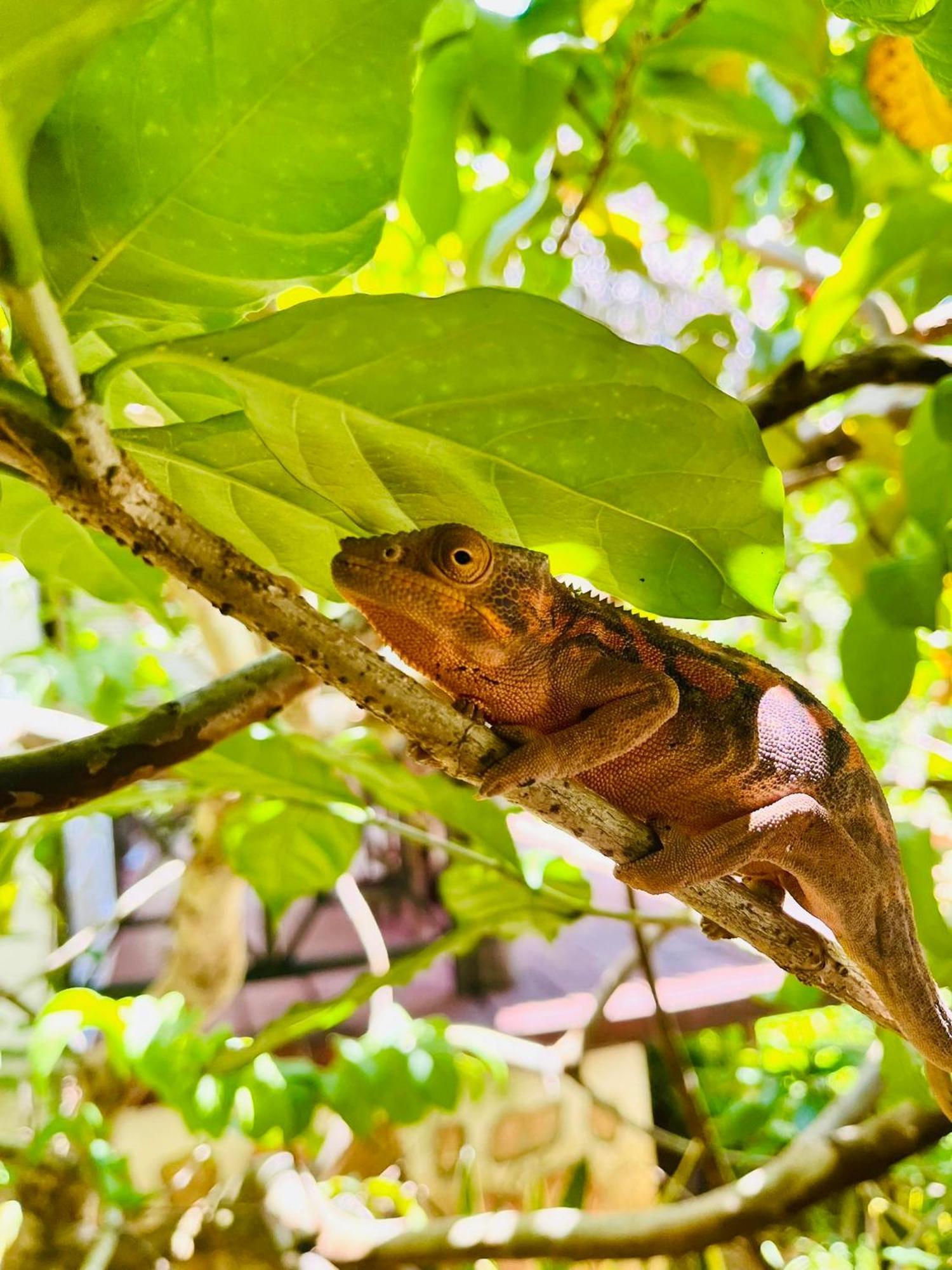 Tamarin Lodge Ampangorinana المظهر الخارجي الصورة